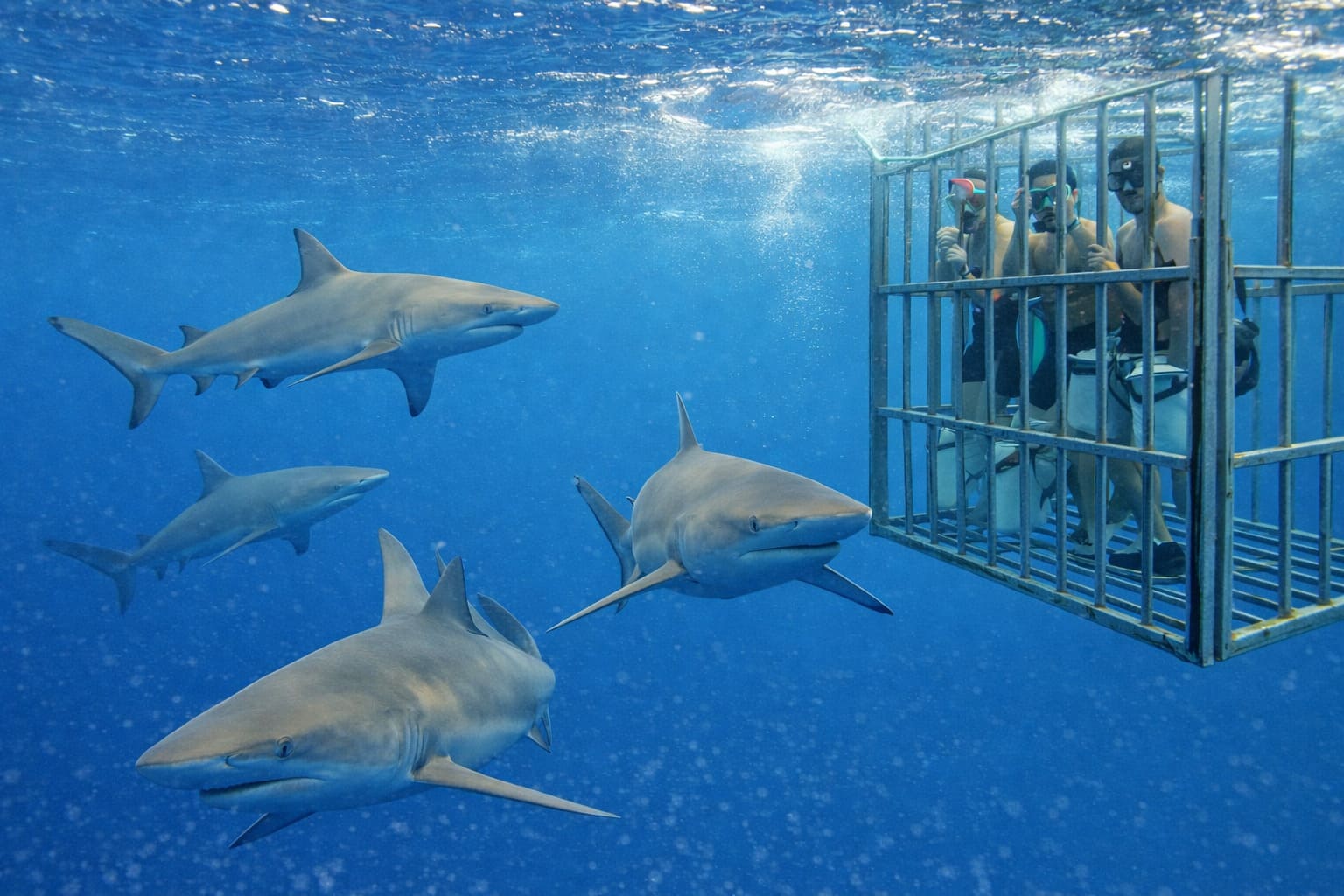 Oahu Shark Encounters