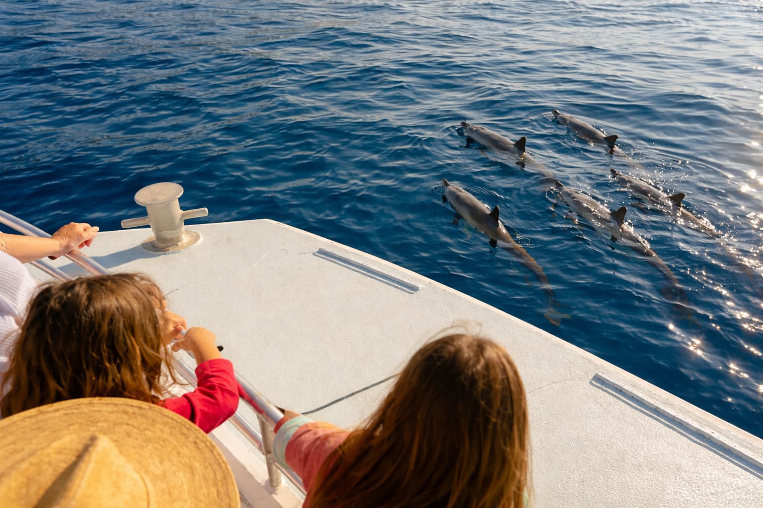 Big Island Dolphin Excursions