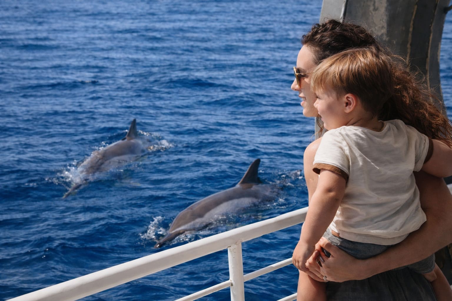 Maui Dolphin Excursions