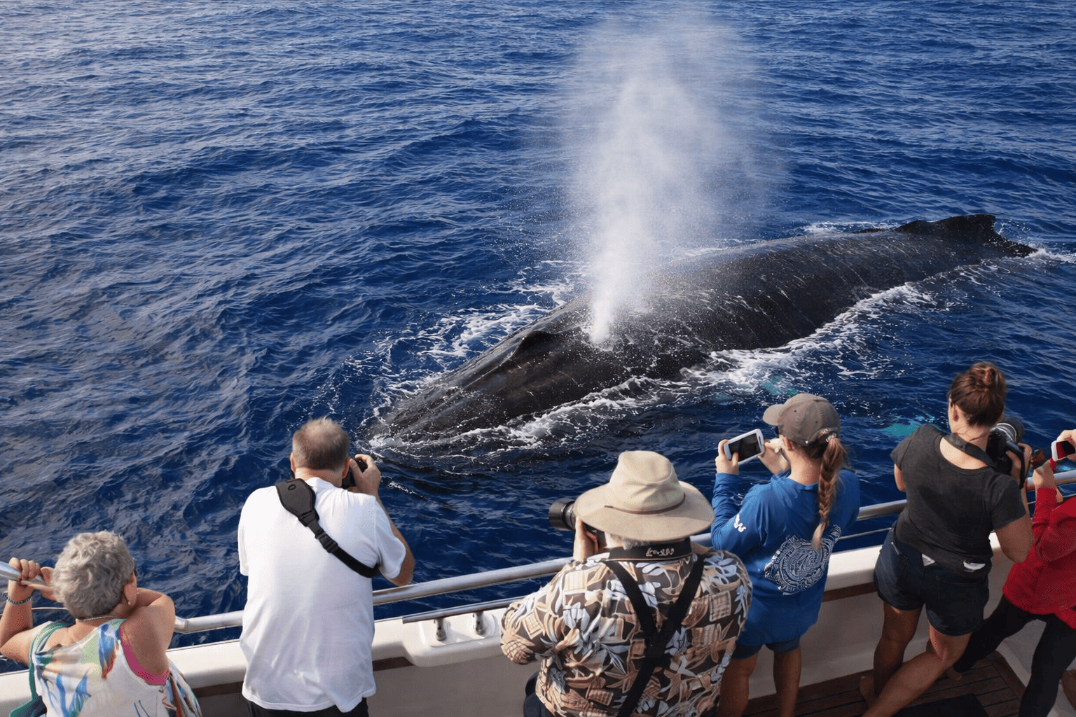 Maui Whale Watching