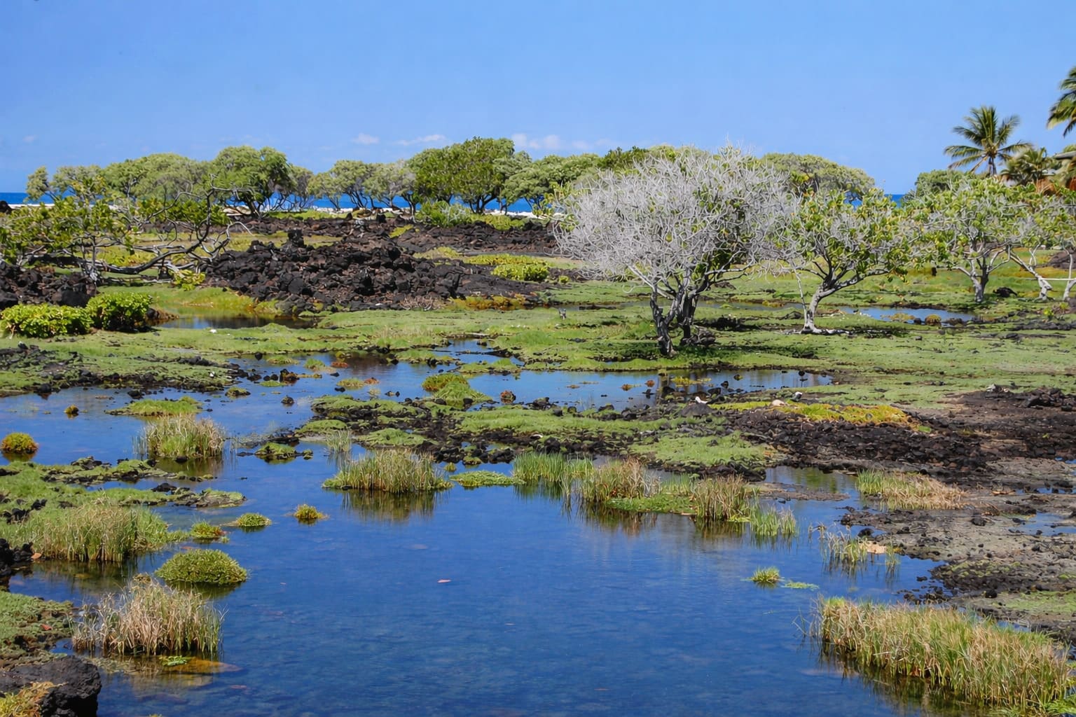 Waikoloa