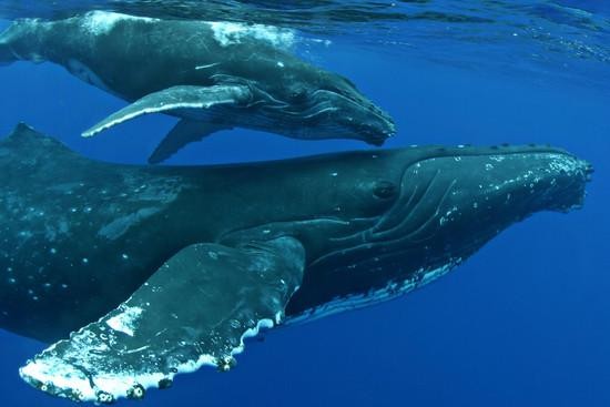 Afternoon Whale Watch