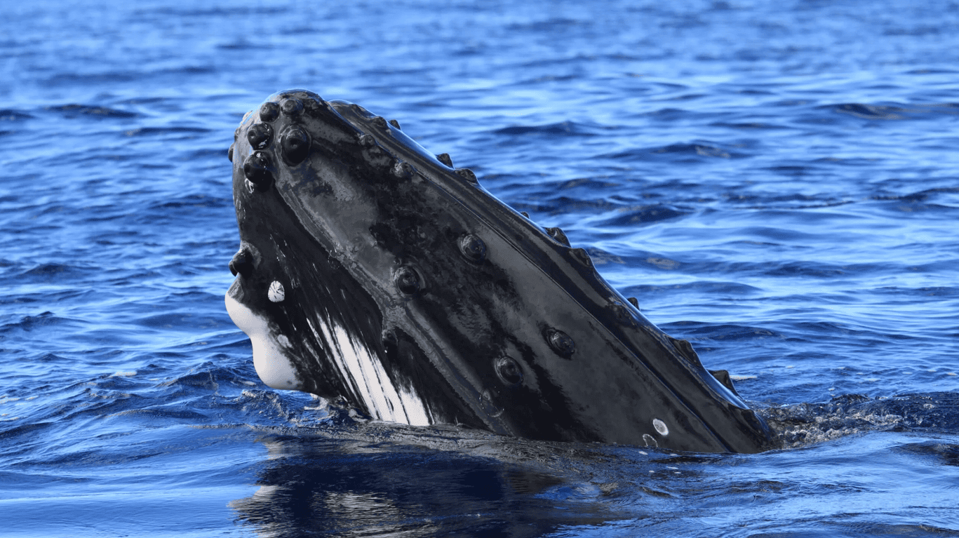 Humpback Whale