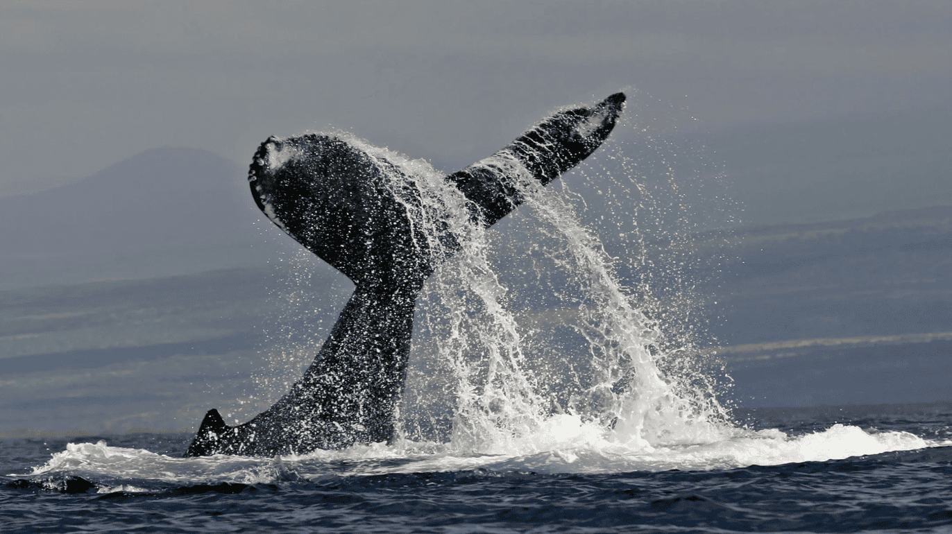 Kona Whale Watch Cruise