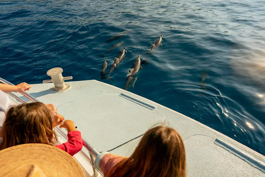 Dolphin Watching
