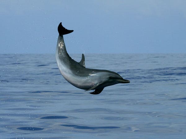 Dolphin