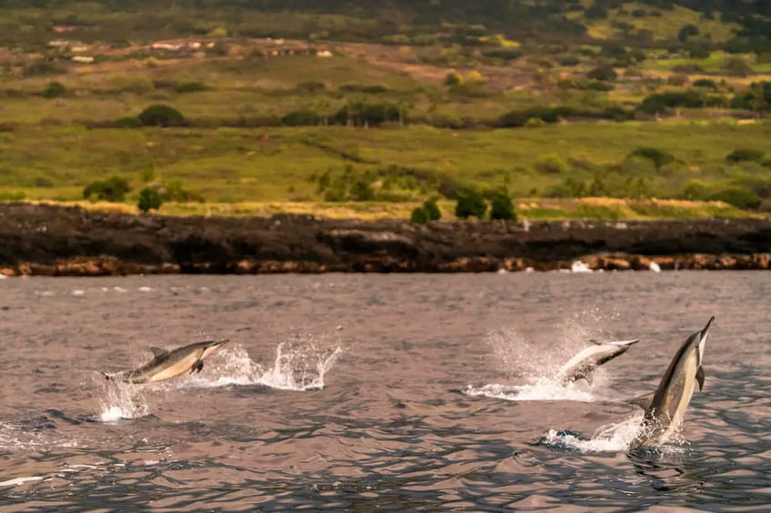 Spinner Dolphins