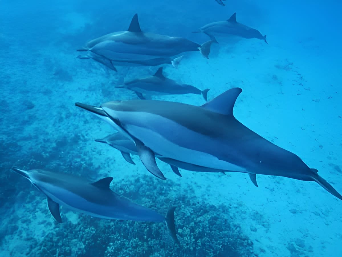 Dolphins