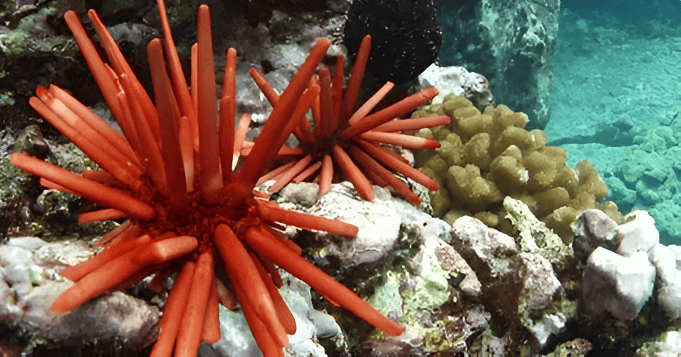 Underwater World