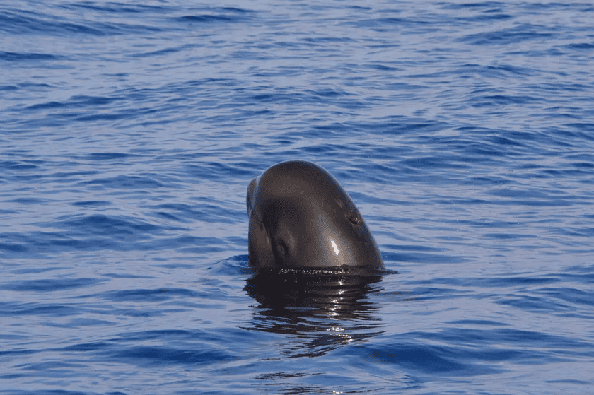 Spotting Marine Wildlife