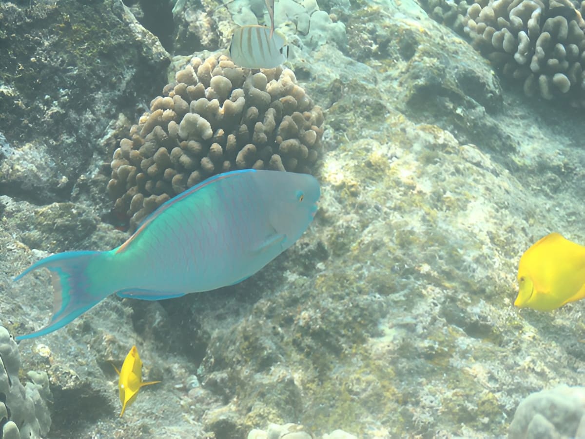 Tropical Fish