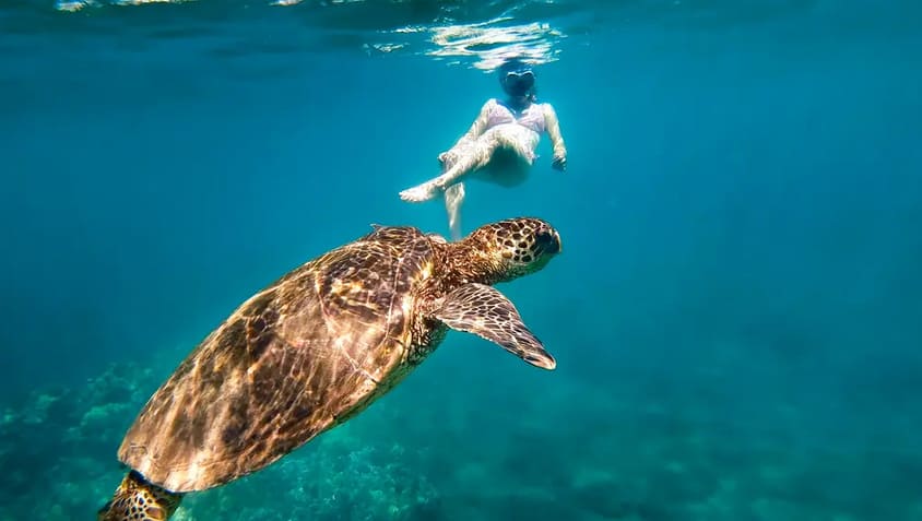 Turtle