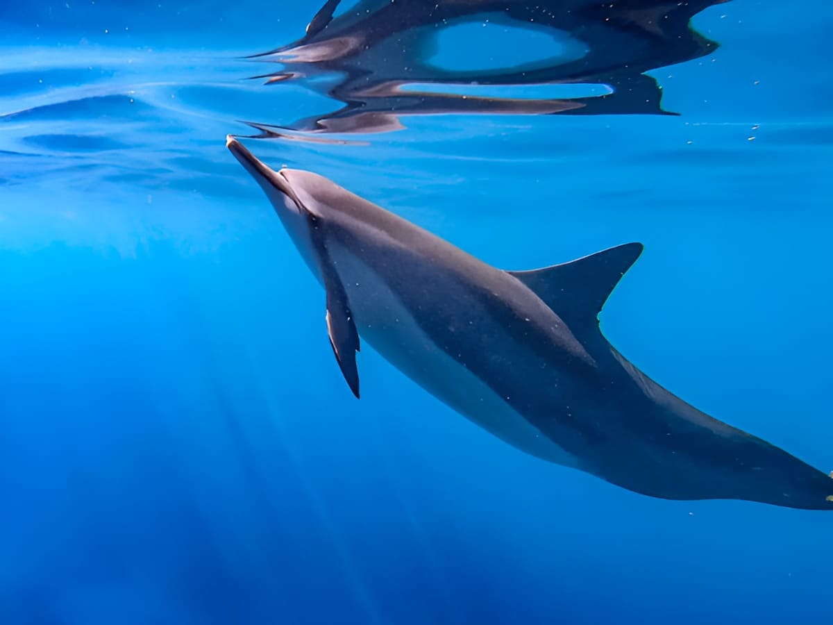 Dolphin