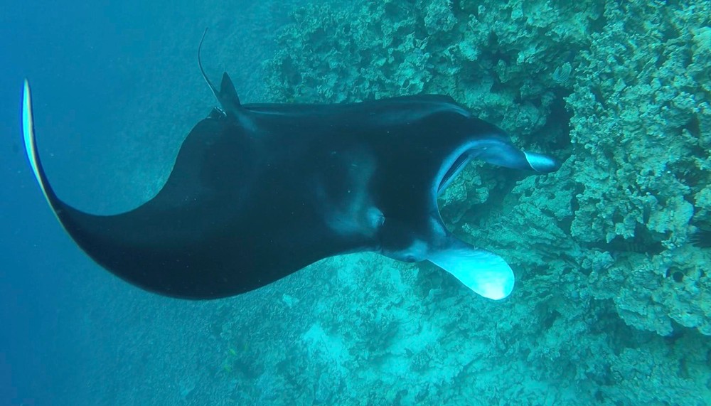 Dolphin Discoveries – Manta Discovery Adventure