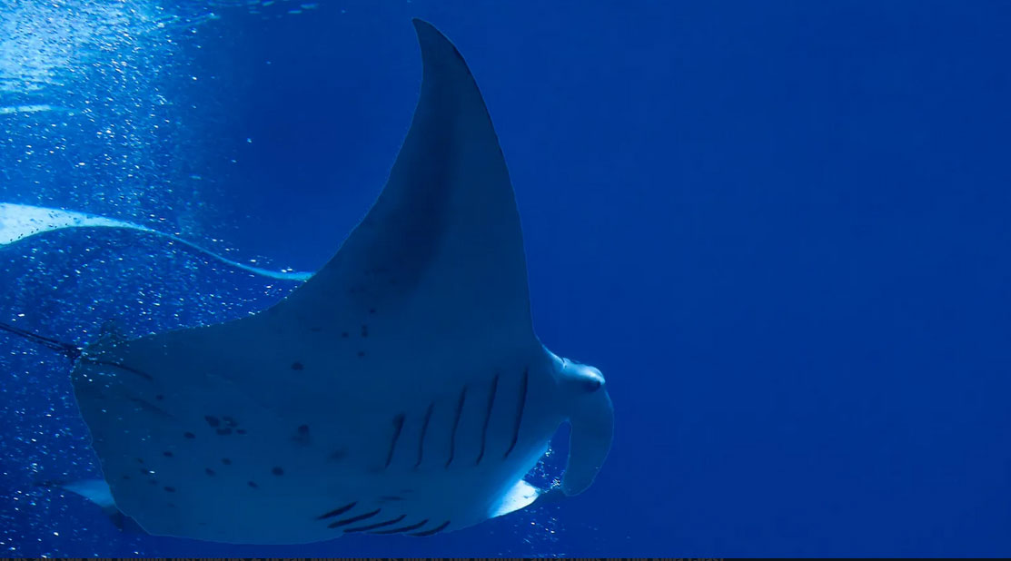 Manta Ray