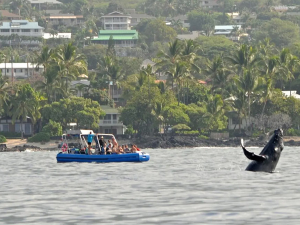 Dolphin Discoveries - Whale Watch