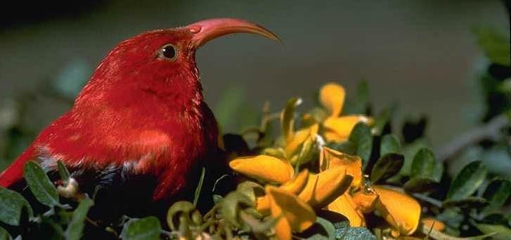 Close-up wildlife viewing on a guided birding tour
