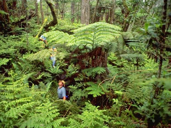 Dense tropical vegetation in Hakalau Forest Reserve
