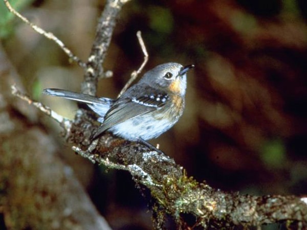 Endemic Hawaii Island forest bird in Hakalau