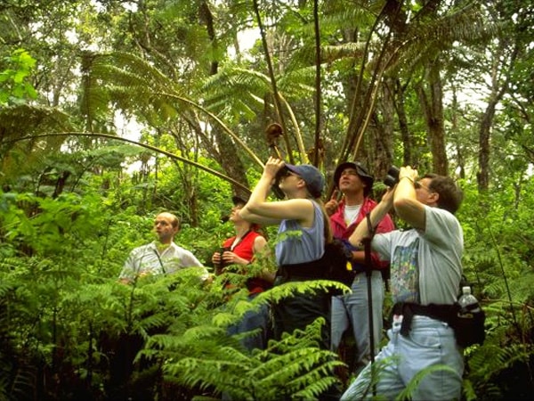 Hakalau Forest Reserve Exclusive (Kona)