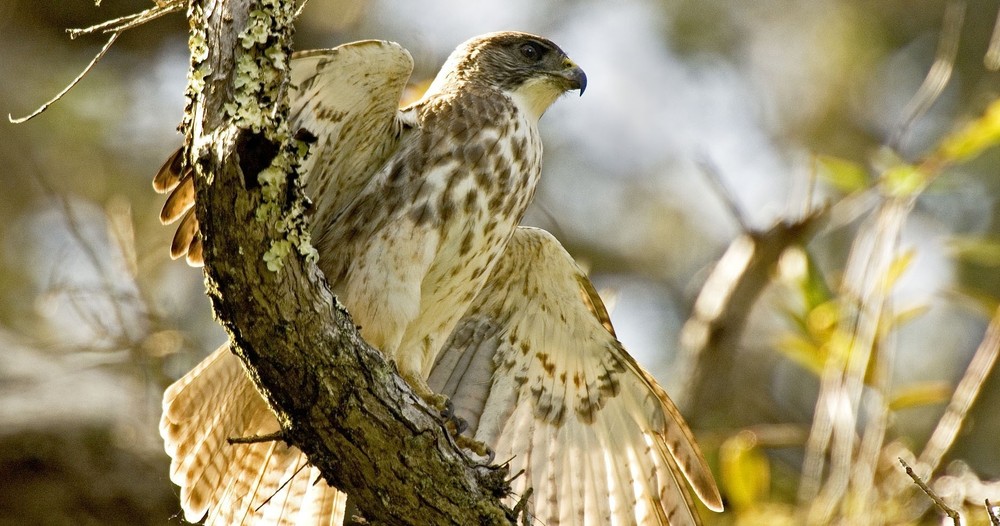 Hawaii Forest & Trail guides leading a Hakalau Forest Reserve wildlife and birdwatching tour