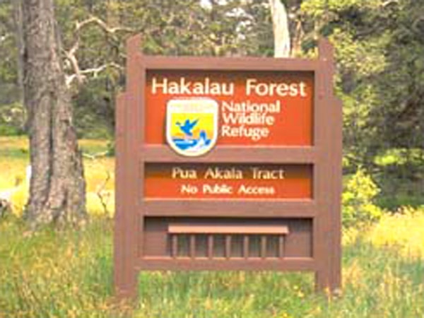 Lush rainforest scenery in Hakalau Forest Reserve on the Big Island