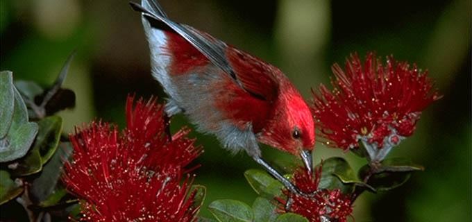 Rainforest plants and wildlife on an exclusive nature tour