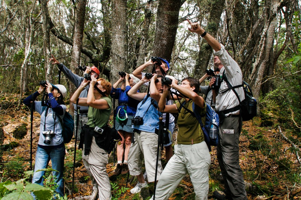 Spot rare Hawaiian honeycreepers in Hakalau Forest Reserve
