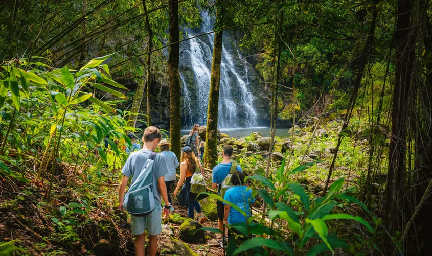 Rainforest Hike