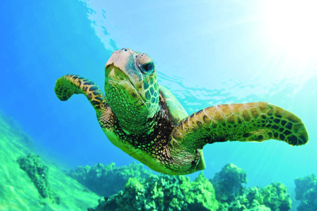 Green Sea Turtle