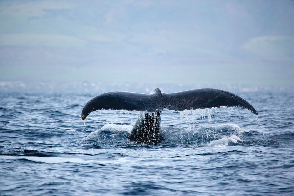 Whale Tail