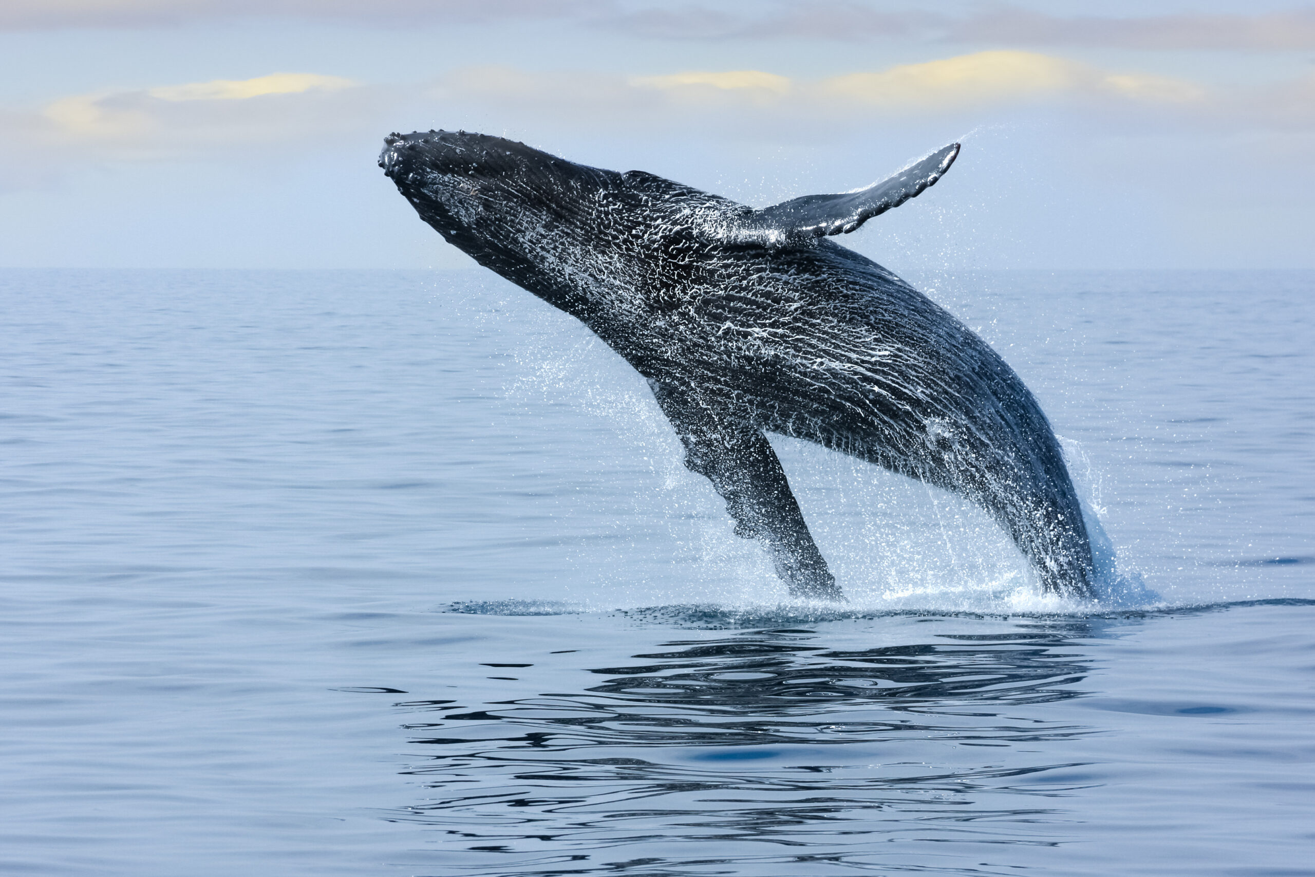 Hawaii whale watching experience showcasing humpback whales in the clear waters off the Big Island