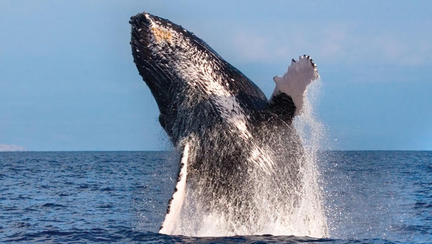 Humpback Whale