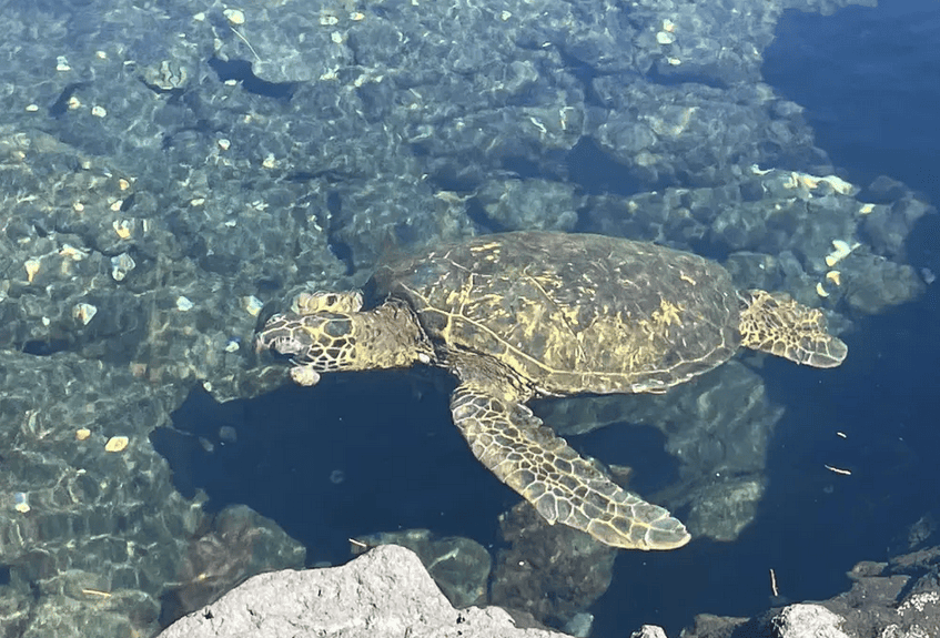 Green Sea Turtle