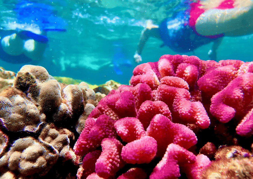 Hilo Ocean Adventures – Beach Snorkel Sea Turtle Lagoon & Black Sand Beach