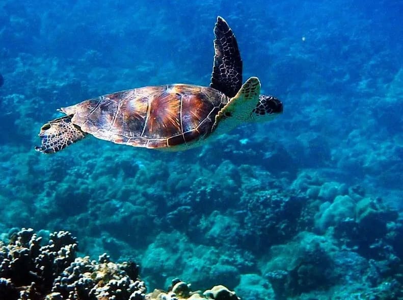 Green Sea Turtle