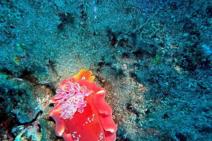 Hilo Boat Dive