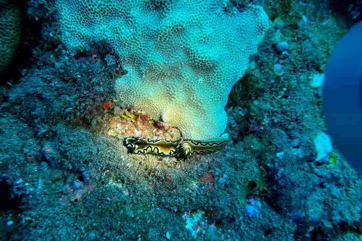 Hilo Boat Dive