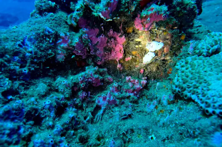 Hilo Boat Dive