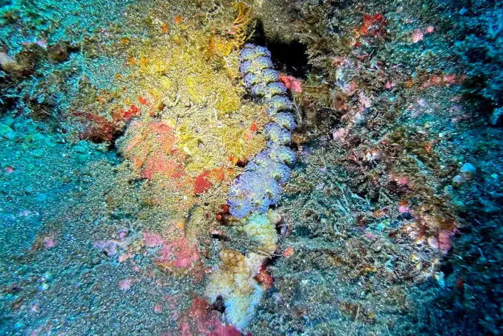 Hilo Boat Dive