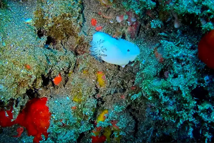 Hilo Boat Dive