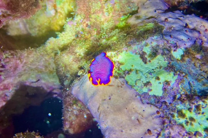 Beach Night Dive at Wai'olena Reef
