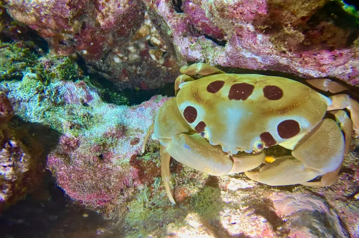 Beach Night Dive at Wai'olena Reef