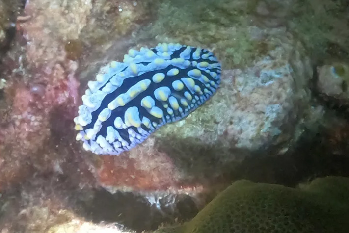 Beach Night Dive at Wai'olena Reef