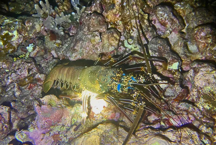 Beach Night Dive at Wai'olena Reef
