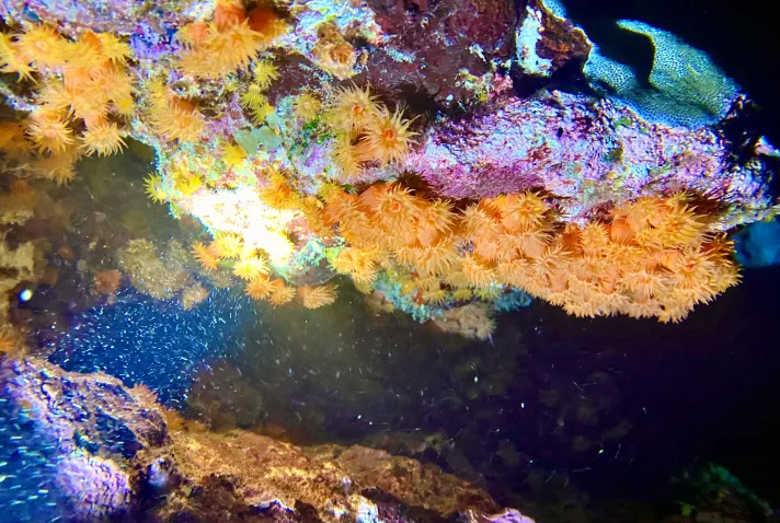 Beach Night Dive at Wai'olena Reef