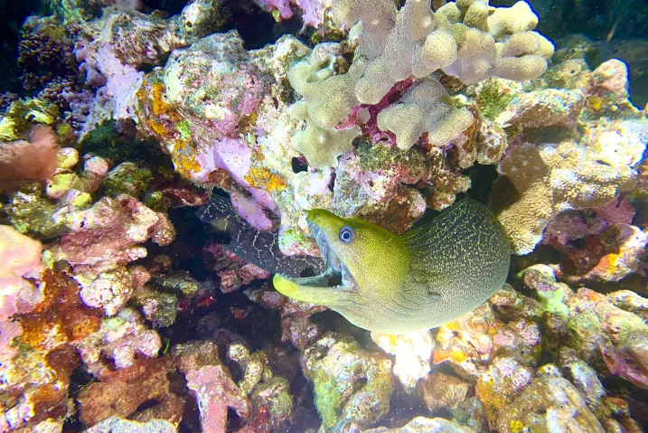 Beach Night Dive at Wai'olena Reef