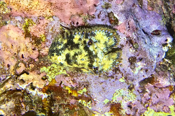 Beach Night Dive at Wai'olena Reef
