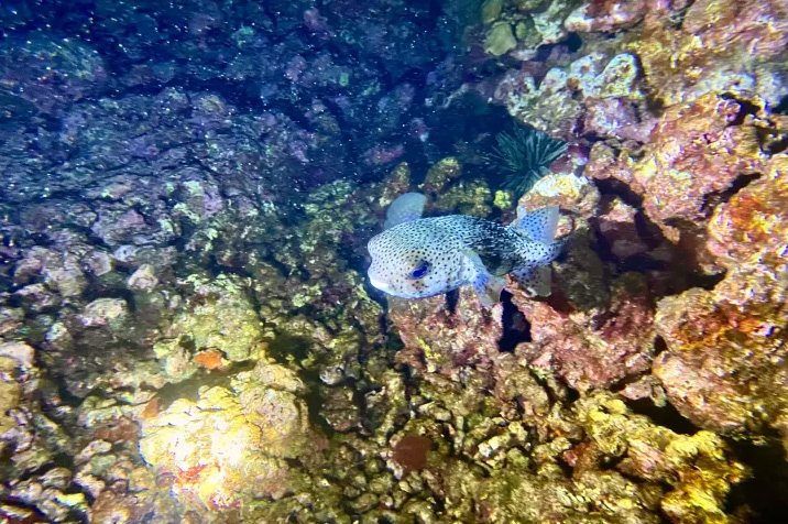 Beach Night Dive at Wai'olena Reef