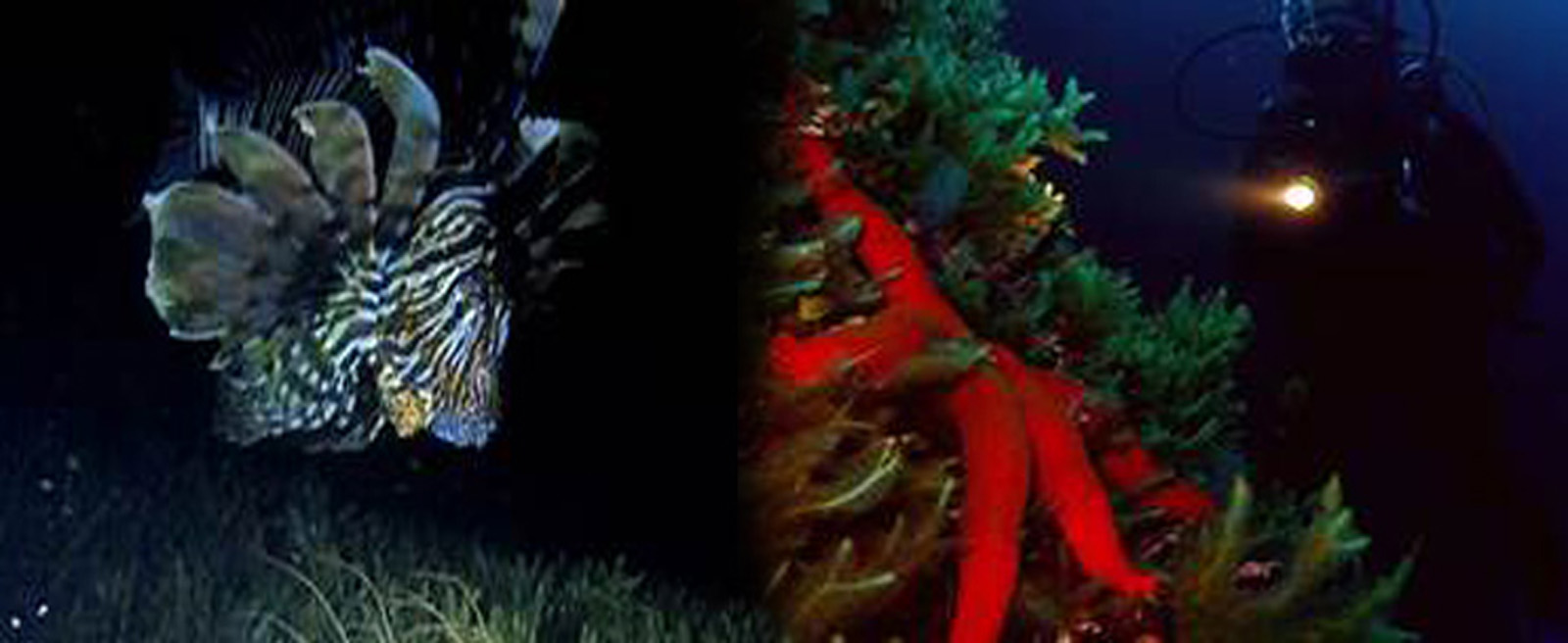 Hilo Ocean Adventures - Certified Beach Night Dive